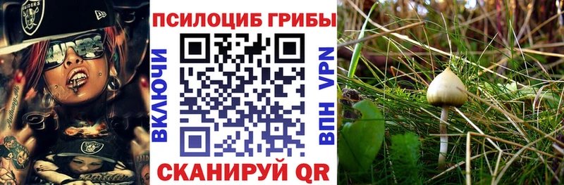 Галлюциногенные грибы Psilocybine cubensis  это состав  Кедровый 
